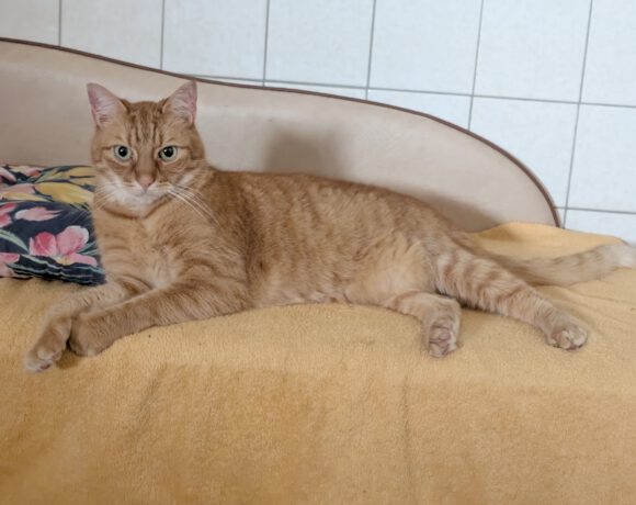 Rollo, ca. 6 Jahre Rollo, ca. 6 Jahre