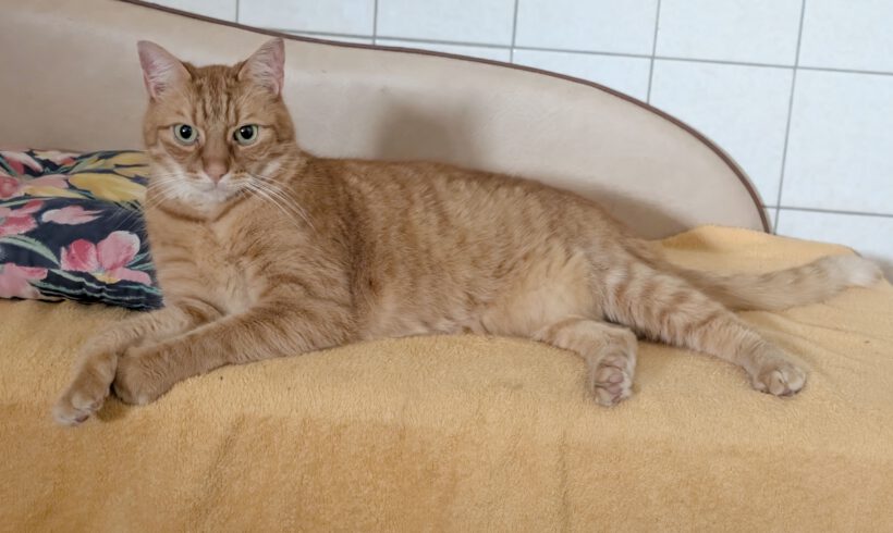 Rollo, ca. 6 Jahre