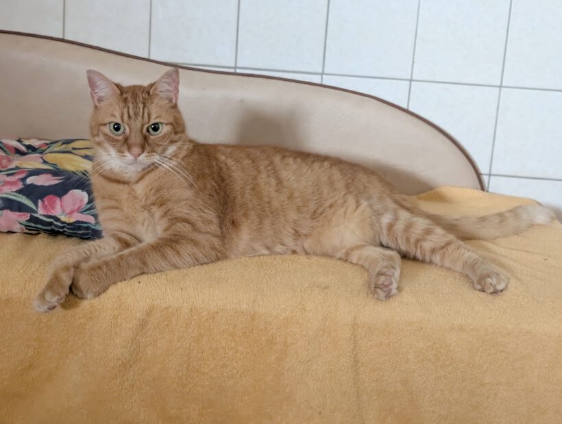 Rollo, ca. 6 Jahre