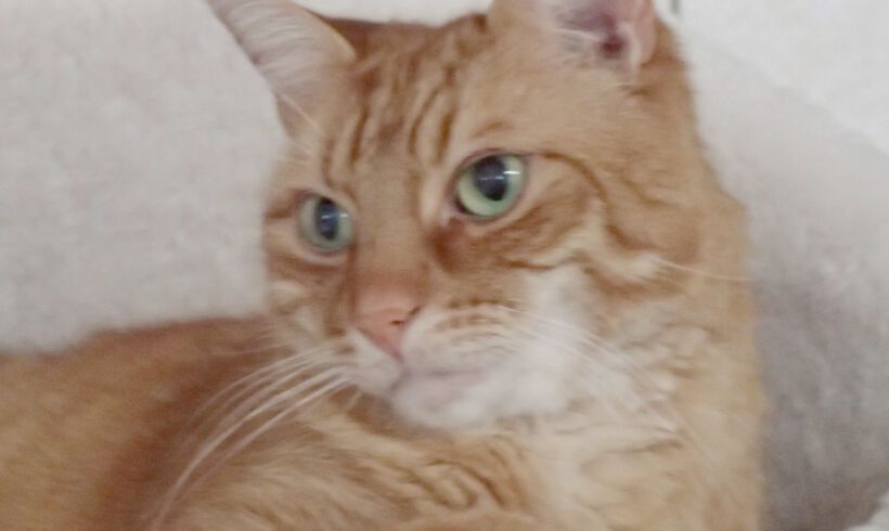 Rollo, ca. 6 Jahre