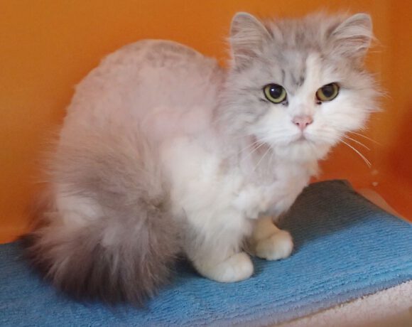 Candace, ca. 4 Jahre
