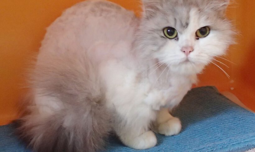 Candace, ca. 4 Jahre (reserviert)