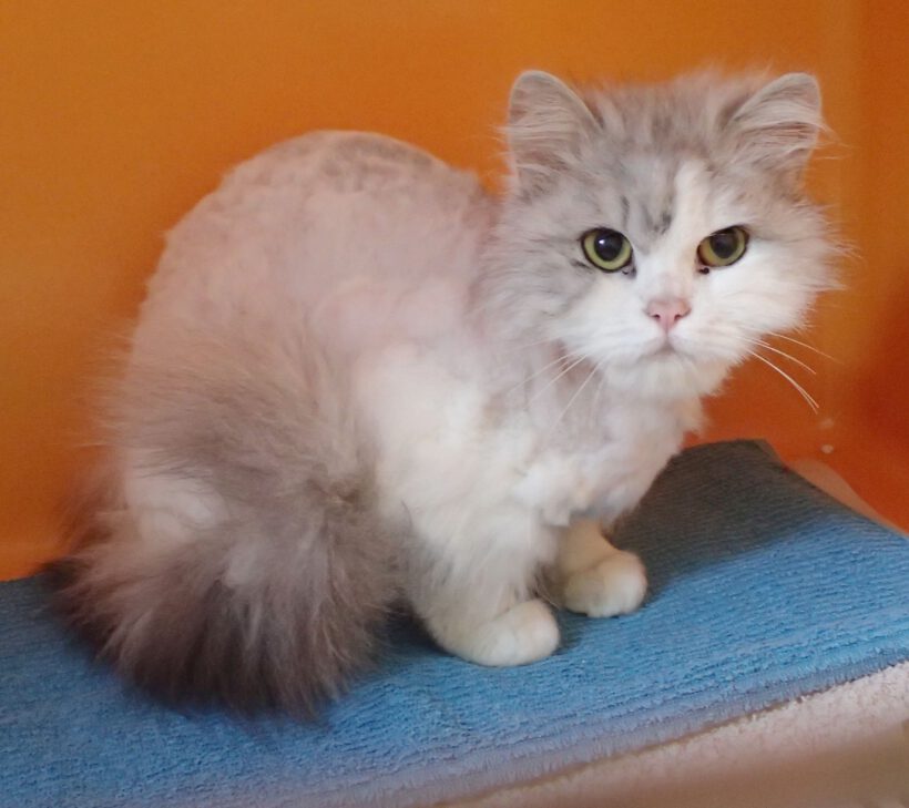 Candace, ca. 4 Jahre