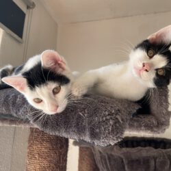 Coletta & Carlo