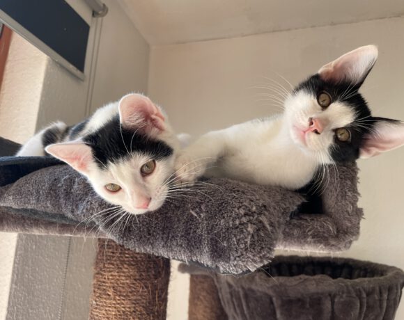 Coletta & Carlo