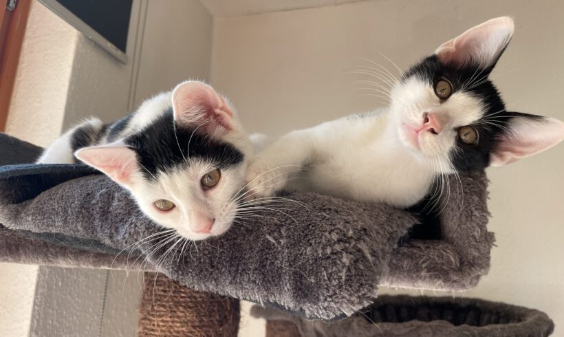 Coletta & Carlo