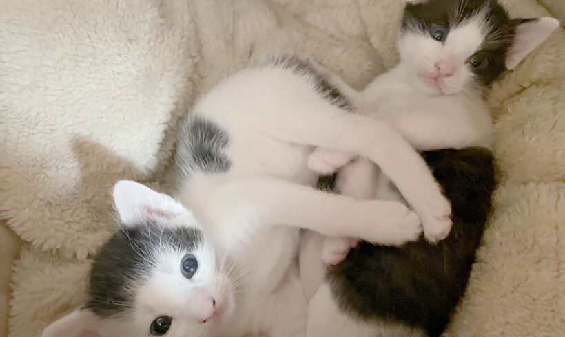 Coletta & Carlo (reserviert)