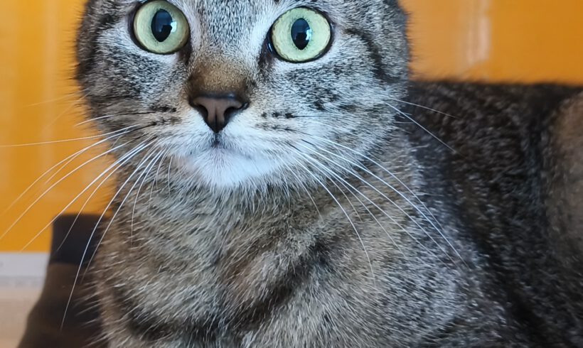 Jasmin, ca. 3 Jahre