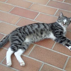 Aramis, ca. 2 Jahre