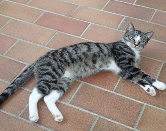 Aramis, ca. 2 Jahre (reserviert) Aramis, ca. 2 Jahre (reserviert)