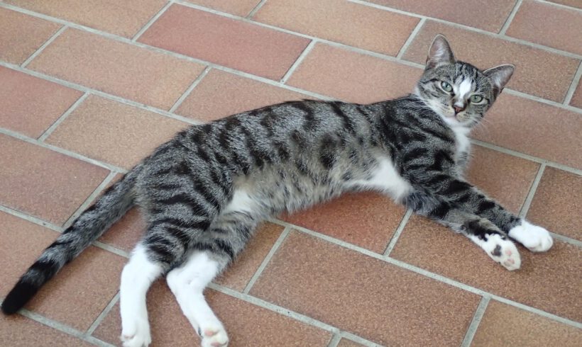 Aramis, ca. 2 Jahre