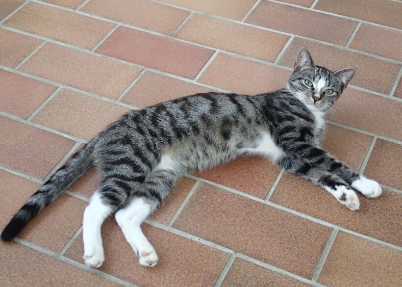 Aramis, ca. 2 Jahre