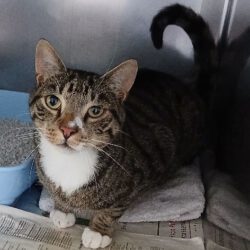 Kater in Isenbüttel gefunden Kater in Isenbüttel gefunden
