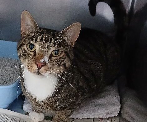 Kater in Isenbüttel gefunden