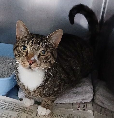 Kater in Isenbüttel gefunden