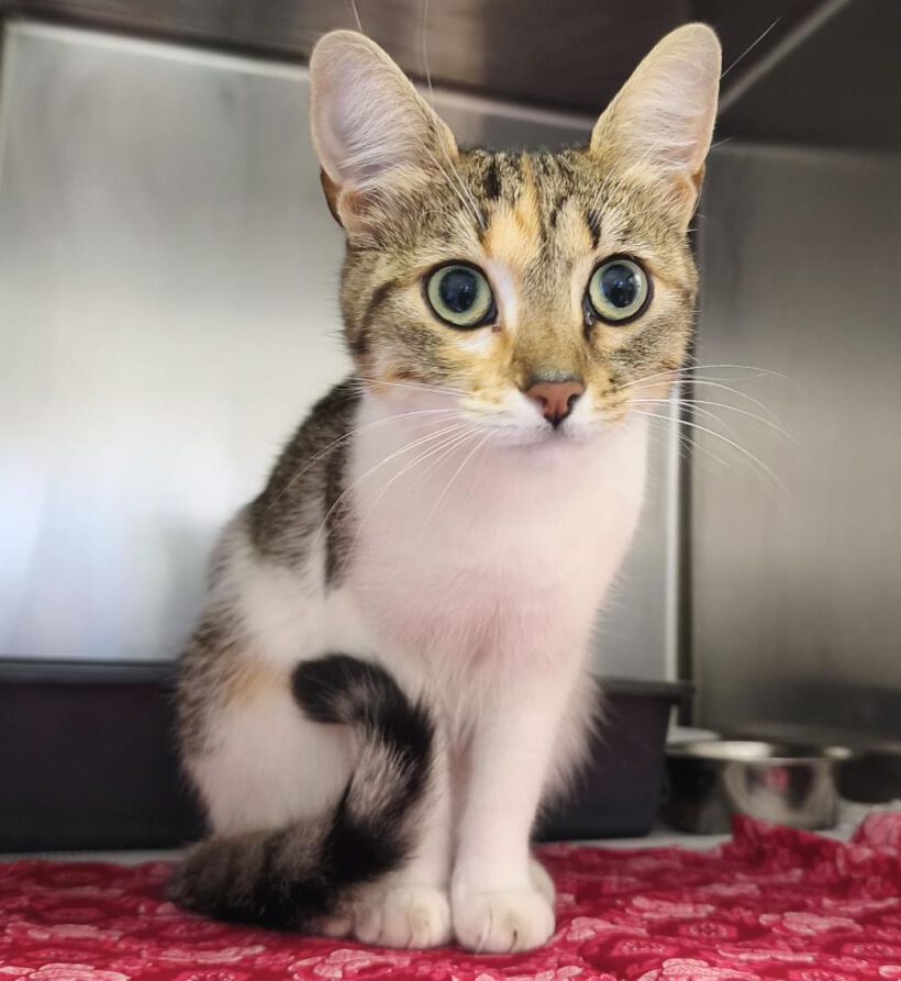 Katze in Gifhorn gefunden