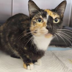 Katze in Wilsche gefunden Katze in Wilsche gefunden
