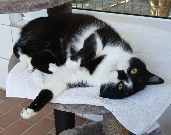 Grogu, 4-5 Jahre