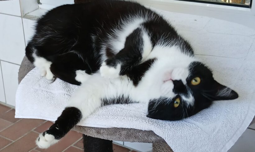 Grogu, 4-5 Jahre