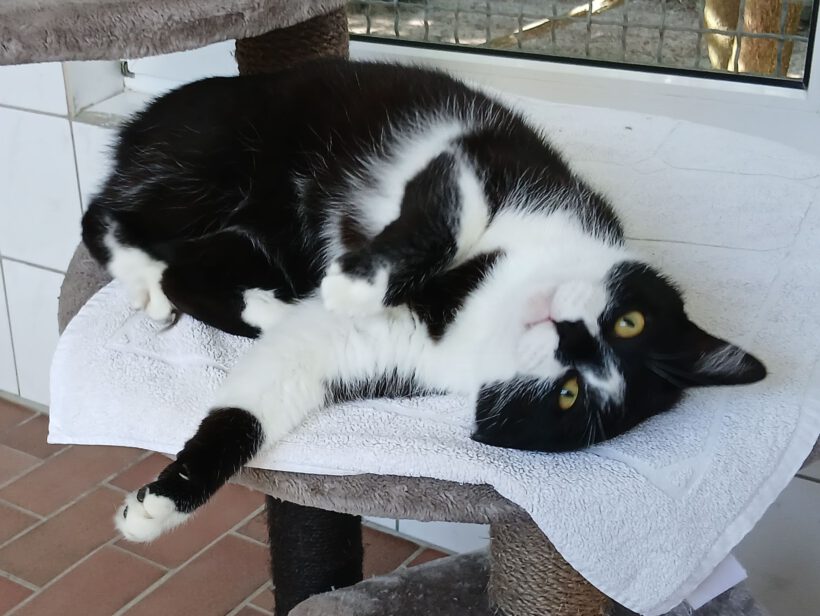 Grogu, 4-5 Jahre
