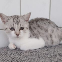 Gwendolyn