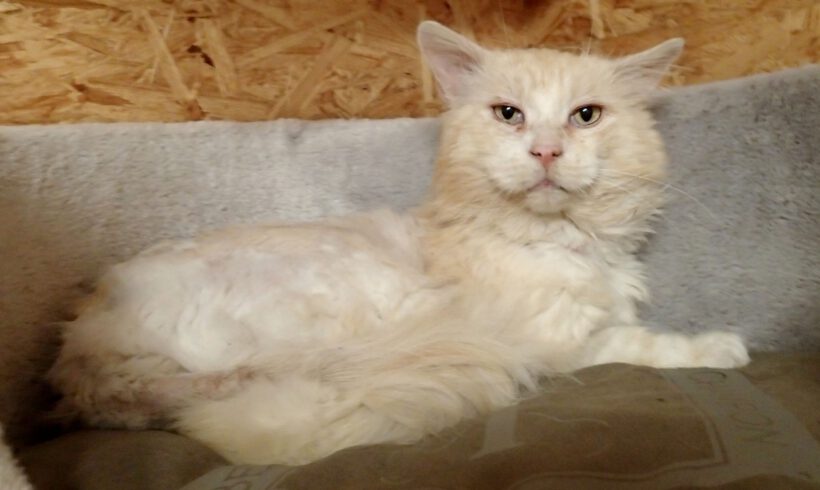 Hubert, ca. 10 Jahre