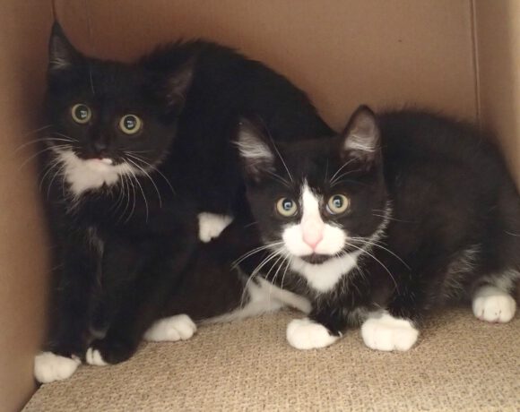 Kitten Kitten