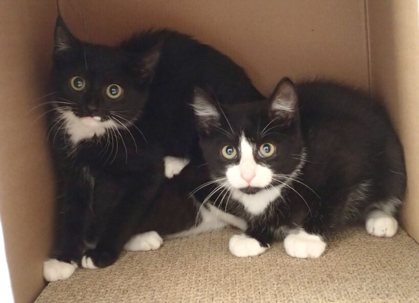 Kitten Kitten