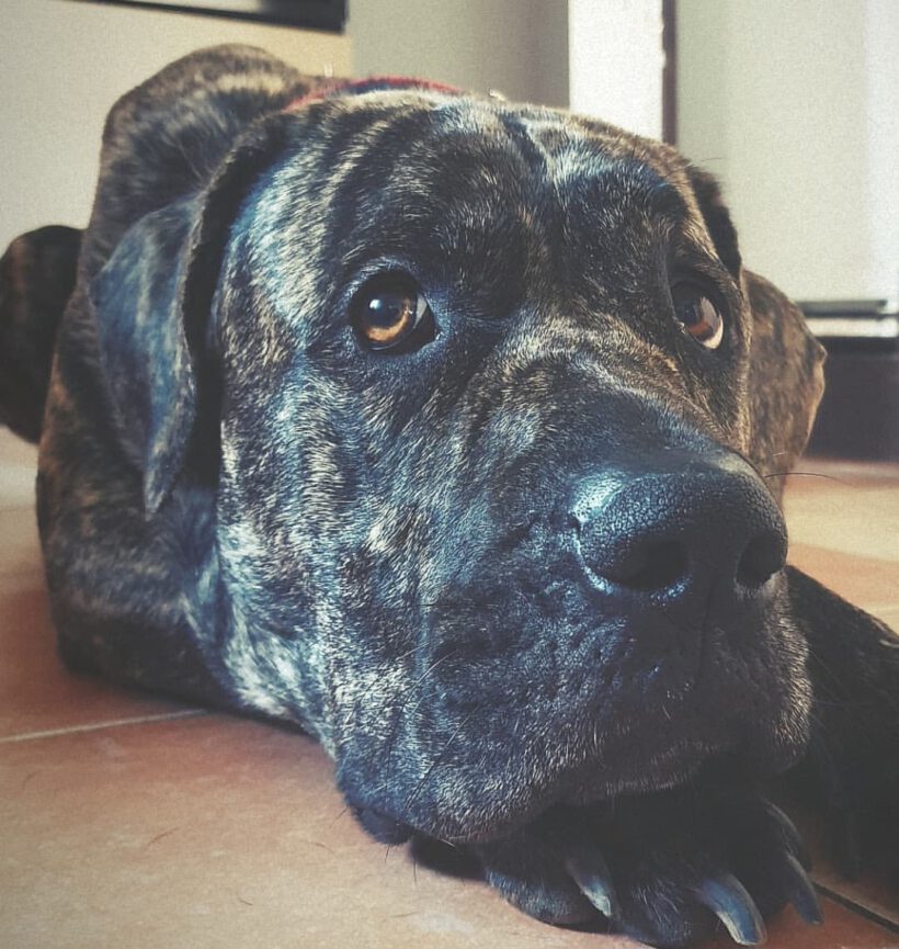 Lila