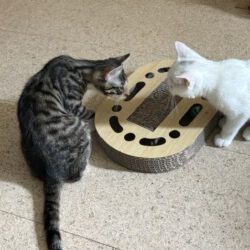 Milky & Perry