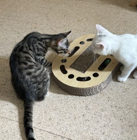 Milky & Perry