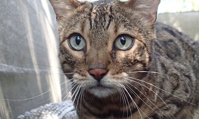 Tutter, 9 Jahre