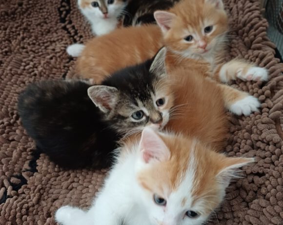 Madita, Sontje, Fritz & Ernie