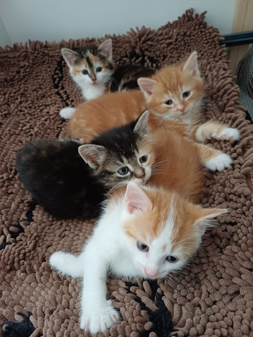 Madita, Sontje, Fritz & Ernie Madita, Sontje, Fritz & Ernie