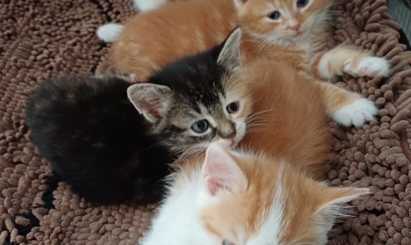 Madita, Sontje, Fritz & Ernie