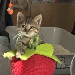 Willow