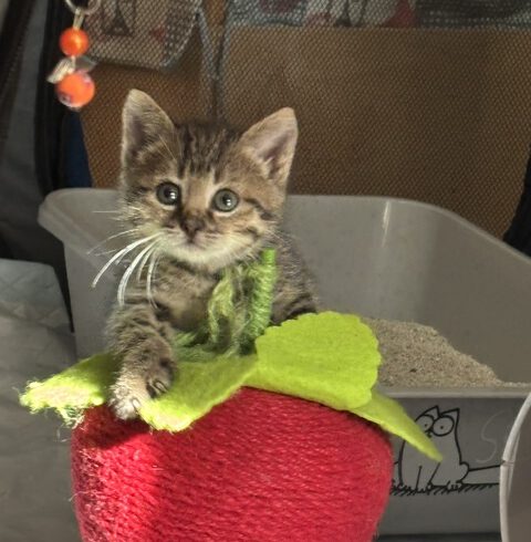 Willow