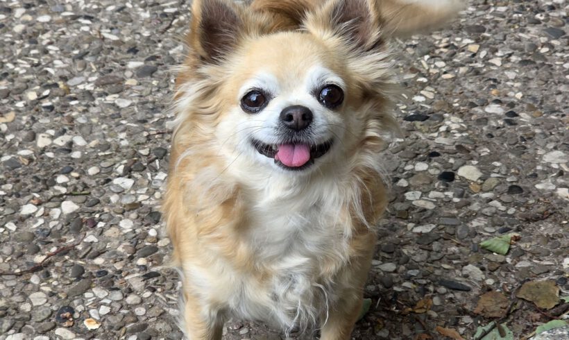 Fifi-Makkaroni