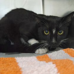 Kater in Leiferde gefunden Kater in Leiferde gefunden