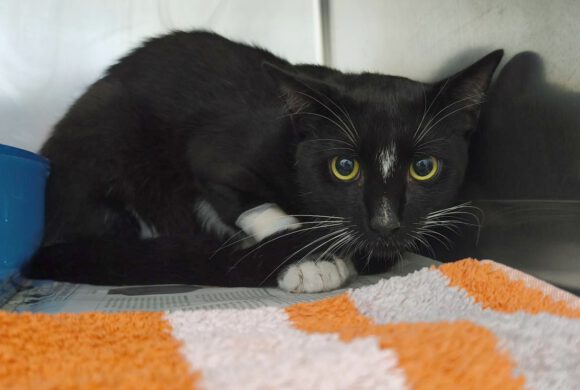 Kater in Leiferde gefunden