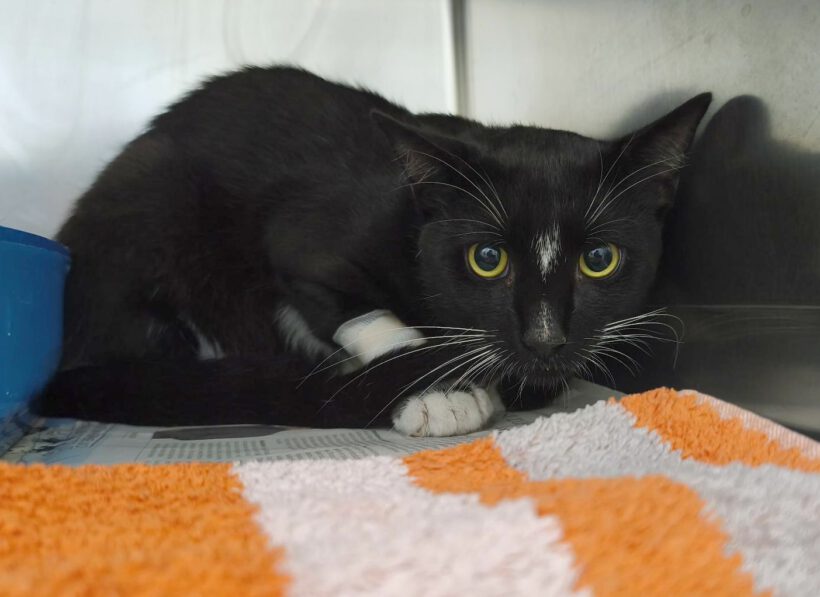 Kater in Leiferde gefunden Kater in Leiferde gefunden