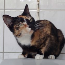 Joy, ca. 2 Jahre