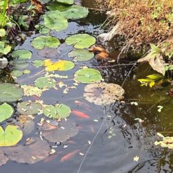 Koi Karpfen