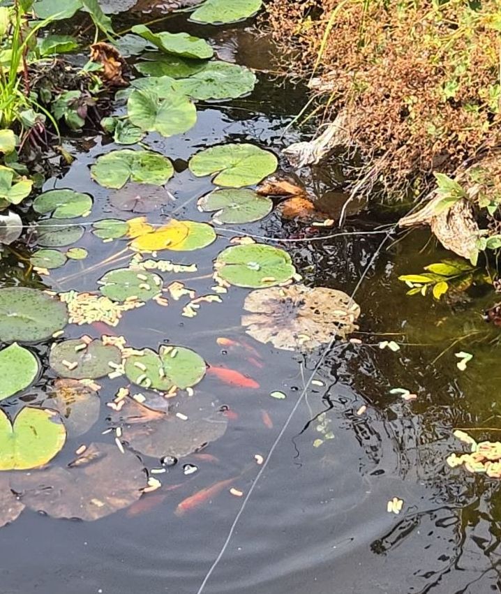 Koi Karpfen Koi Karpfen