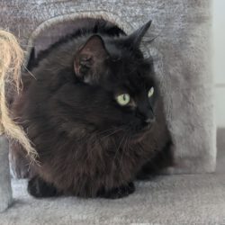 Mina, ca. 6 Jahre