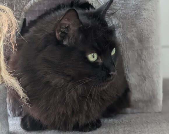 Mina, ca. 6 Jahre (reserviert) Mina, ca. 6 Jahre (reserviert)