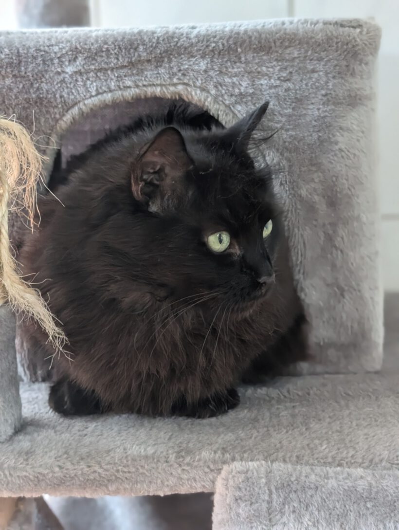 Mina, ca. 6 Jahre (reserviert) Mina, ca. 6 Jahre (reserviert)