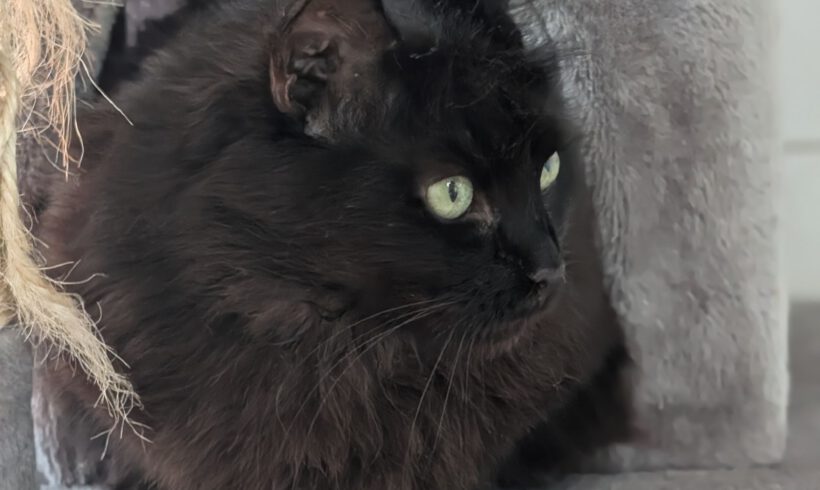 Mina, ca. 6 Jahre