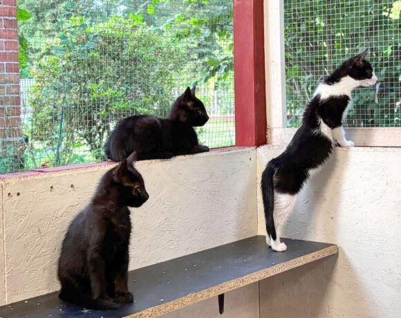 Coco, Lumpi, Nala & Simba Coco, Lumpi, Nala & Simba
