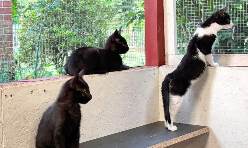 Coco, Lumpi, Nala & Simba